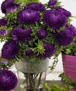 Aster Kasımpatı ( Krizantem ) Mor Renkli - 20 Tohum