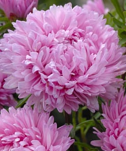 Aster Kasımpatı ( Krizantem ) Pembe Renkli - 20 Tohum