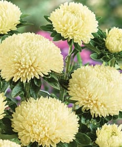 Aster Kasımpatı ( Krizantem ) Sarı Renkli - 20 Tohum