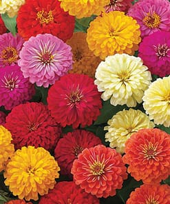 Kirli Hanım Çiçeği Tohumu ( Büyük Çiçekli Zinnia ) Karışık Renkli - 5 Tohum