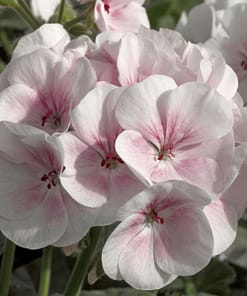 Sardunya Tohumu ( Büyük Top Çiçekli ) Lekeli Pembe Renkli - 5 Tohum