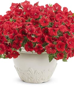 Petunya Çiçeği Tohumu ( İri çiçekli Bodur ) Kırmızı Renkli - 15 Tohum