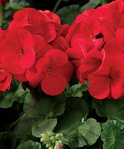 Sardunya Tohumu ( Büyük Top Çiçekli ) Kırmızı Renkli - 5 Tohum