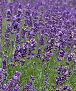 Lavanta Tohumu ( Kalıcı Keskin Kokulu ) Mavi Renkli - 5 Tohum