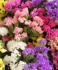 Limonyum Çiçeği Tohumu ( Ölümsüz Çiçeği ) Karışık Renkli - 15 Tohum