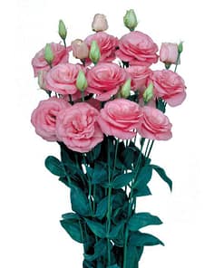Lisianthus Çiçeği Tohumu ( Katmerli, Bodur ) Pembe Renkli - 5 Tohum