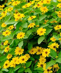 Madalyon Çiçeği Tohumu ( Büyük Geniş Bitki ) Sarı Renkli - 10 Tohum