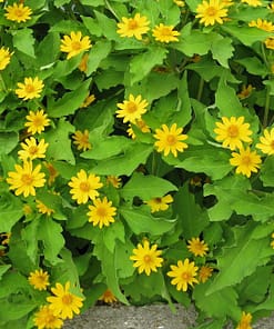 Madalyon Çiçeği Tohumu ( Çok çiçeklenen ) Sarı Renkli - 5 Tohum