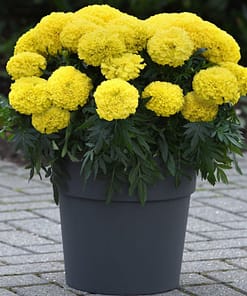 Kadife Çiçeği ( Marigold Büyük Çiçek ) Sarı Renkli - 10 Tohum