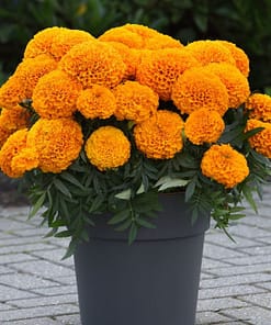 Kadife Çiçeği ( Marigold Büyük Çiçek ) Turuncu Renkli - 10 Tohum