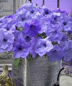 Petunya Çiçeği Tohumu ( İri çiçekli Bodur ) Mavi Renkli - 15 Tohum