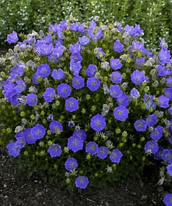 Maviş Çan Çiçeği ( İri Çiçek ) Mavi Renkli - 10 Tohum