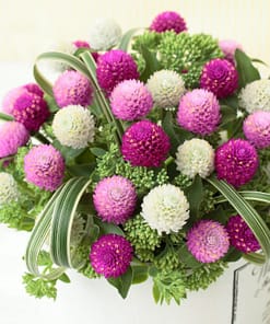 Medine Düğmesi Tohumu ( İri Çiçekli ) Karışık Renkli - 20 Tohum