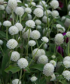 Medine Düğmesi Tohumu ( İri Çok Çiçekli ) Beyaz Renkli - 30 Tohum