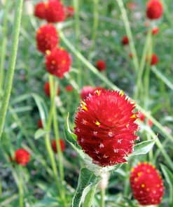 Medine Düğmesi Tohumu ( İri Çok Çiçekli ) Kırmızı Renkli - 30 Tohum