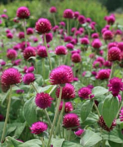 Medine Düğmesi Tohumu ( İri Çok Çiçekli ) Mor Renkli - 30 Tohum