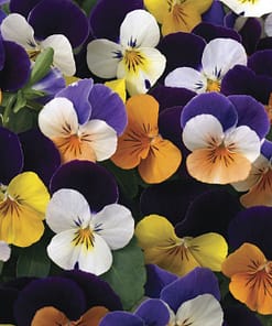 Menekşe Çiçeği Tohumu ( Mini Mini Çiçekli ) Karışık Renkli - 8 Tohum