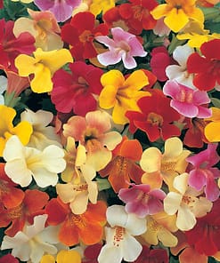 Mimulus Çiçeği Tohumu ( Çok Çiçekli Bodur ) Karışık Renkli - 15 Tohum