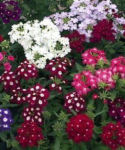 Mine Çiçeği Tohumu ( Yayılıcı Çok Çiçekli ) Karışık Renkli - 8 Tohum