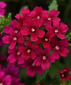 Mine Çiçeği ( Sarkan Çok Dallanan ) Bordo Renkli - 10 Tohum