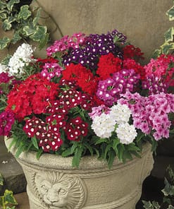 Mine Çiçeği ( Sarkan Çok Dallanan ) Karışık Renkli - 10 Tohum