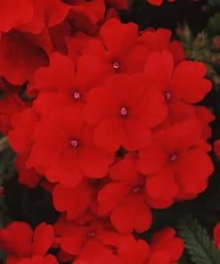 Mine Çiçeği ( Sarkan Çok Dallanan ) Kırmızı Renkli - 10 Tohum