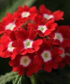 Mine Çiçeği ( Sarkan Çok Dallanan ) Kırmızı Beyaz Nokta Renkli - 10 Tohum