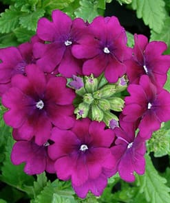 Mine Çiçeği ( Sarkan Çok Dallanan ) Mor Renkli - 10 Tohum