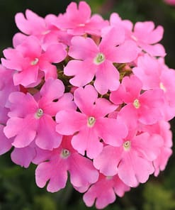 Mine Çiçeği ( Sarkan Çok Dallanan ) Pembe Renkli - 10 Tohum