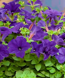Petunya Çiçeği Tohumu ( İri çiçekli Bodur ) Mor Renkli - 15 Tohum