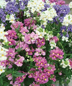 Nemezya Çiçeği Tohumu ( Kalıcı Çok Çiçekli ) Karışık Renkli - 5 Tohum