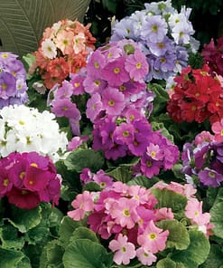 Onbir Ay Çiçeği Tohumu ( Çok Çiçeklenen ) Karışık Renkli - 8 Tohum