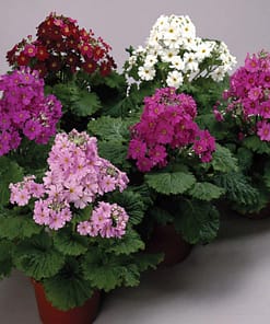 Onbir Ay Çiçeği Tohumu ( Büyük, Çift Renkli ) Karışık Renkli - 5 Tohum