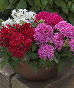 Pentas Çiçeği Tohumu ( İri çiçekli Bodur ) Karışık Renkli - 5 Tohum