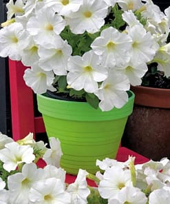 Petunya Çiçeği Tohumu ( İri çiçekli Bodur ) Beyaz Renkli - 15 Tohum