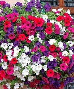 Petunya Çiçeği Tohumu ( İri çiçekli Bodur ) Karışık Renkli - 15 Tohum