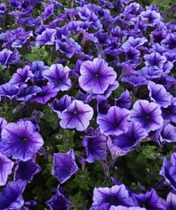 Petunya Çiçeği Tohumu ( İri çiçekli Bodur ) Mavi Damarlı Renkli - 15 Tohum