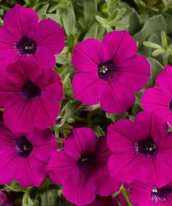 Petunya Çiçeği Tohumu ( İri çiçekli Bodur ) Mürdüm Renkli - 15 Tohum