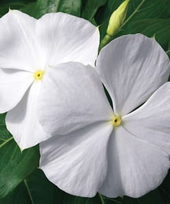 Rozet Çiçeği ( Çok Çiçekli Çok Dallanan ) Saf Beyaz Renkli - 15 Tohum