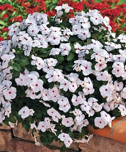 Rozet Çiçeği ( Çok Çiçekli Çok Dallanan ) Beyaz Kırmızı Benek Renkli - 15 Tohum