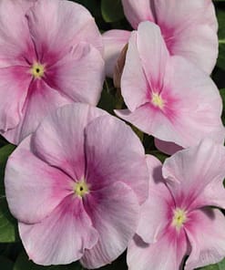 Rozet Çiçeği ( Çok Çiçekli Çok Dallanan ) Buz Pembe Renkli - 15 Tohum