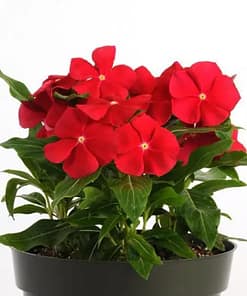 Rozet Çiçeği ( Çok Çiçekli Çok Dallanan ) Gerçek Kırmızı Renkli - 15 Tohum