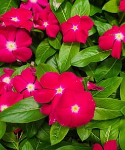 Rozet Çiçeği ( Çok Çiçekli Çok Dallanan ) Beyaz Kırmızı Nokta Renkli - 15 Tohum