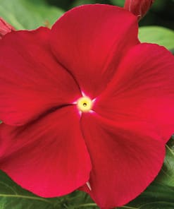 Rozet Çiçeği ( Çok Çiçekli Çok Dallanan ) Kırmızı Sarı Nokta Renkli - 15 Tohum