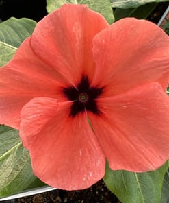 Rozet Çiçeği ( Çok Çiçekli Çok Dallanan ) Turuncu Renkli - 15 Tohum