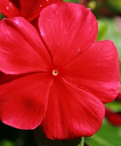 Rozet Çiçeği ( Çok Çiçekli Çok Dallanan ) Koyu Kırmızı Renkli - 15 Tohum