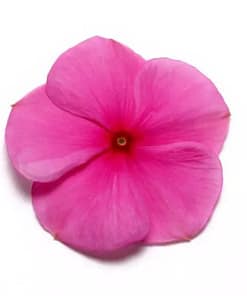 Rozet Çiçeği ( Çok Çiçekli Çok Dallanan ) Leylak Renkli - 15 Tohum