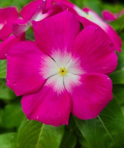 Rozet Çiçeği ( Çok Çiçekli Çok Dallanan ) Magenta Beyaz Nokta Renkli - 15 Tohum