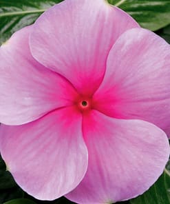 Rozet Çiçeği ( Çok Çiçekli Çok Dallanan ) Pembe Renkli - 15 Tohum