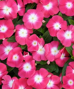 Rozet Çiçeği ( Çok Çiçekli Çok Dallanan ) Pembe Beyaz Benek Renkli - 15 Tohum